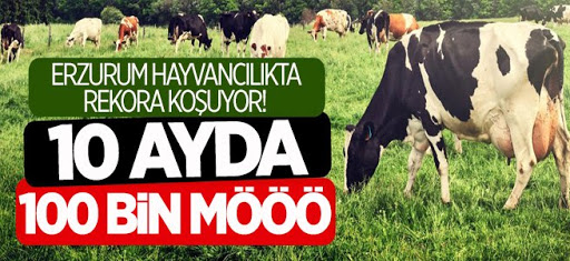 Erzurum'da büyükbaş hayvan sayısında hedef 1 milyon