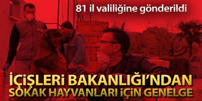 İçişleri Bakanlığından 'Sokak Hayvanları' genelgesi