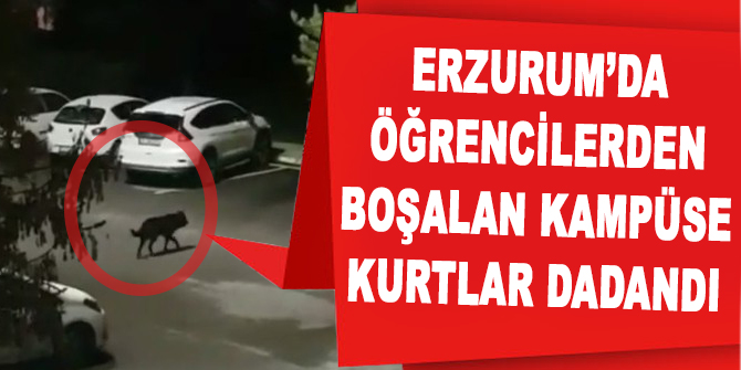 Öğrencilerden boşalan kampüse kurtlar dadandı