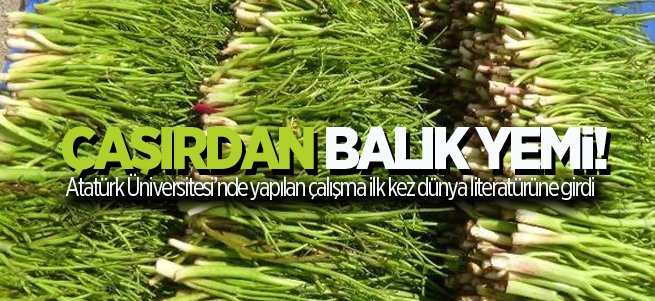 Çaşır balık yemlerinde kullanılacak!