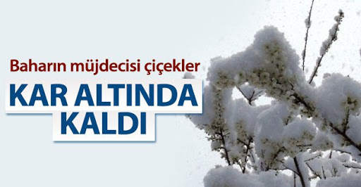 Çoban çiçekleri kar altında kaldı