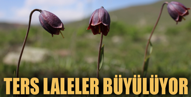 Erzurum dağlarında açan ters laleler görenleri büyülüyor