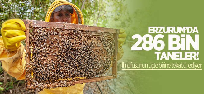 Erzurum’da 286 bin arı kolonisi var