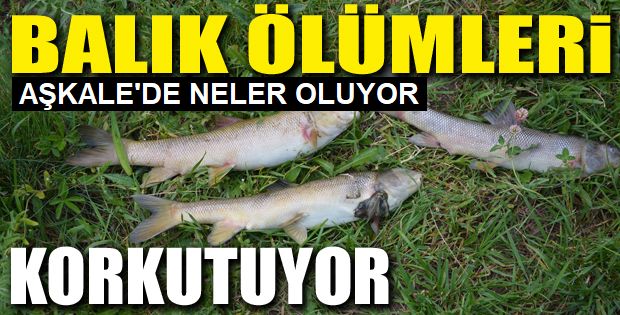 Aşkale'de balık ölümleri korkutuyor!