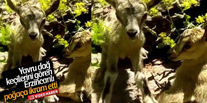 Erzincan’da yavru dağ keçilerine poğaça ikram etti