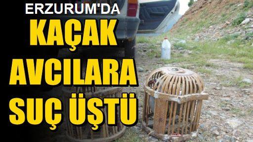 Erzurum'da kınalı keklik avlayan kişi suçüstü yakalandı