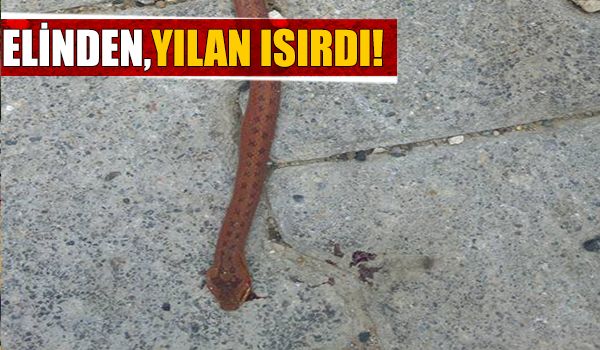 Yılanın ısırdığı çocuk hastanede tedavi altına alındı