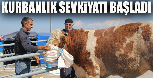 Doğu Anadolu’dan kurbanlık sevkiyatları başlıyor