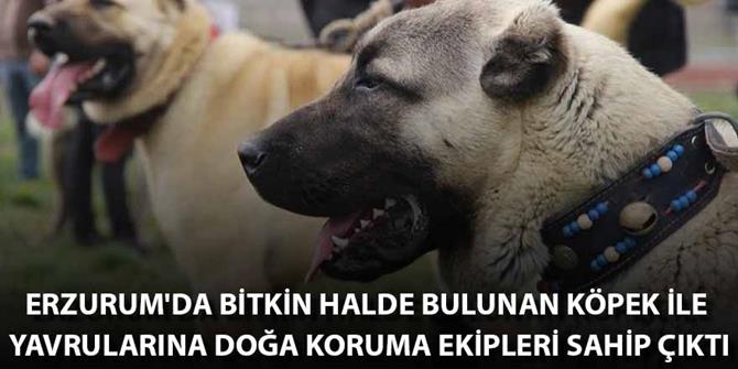Erzurum'da bitkin halde bulunan köpek ile yavrularına doğa koruma ekipleri sahip çıktı