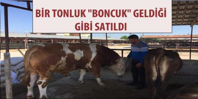 Bir tonluk "Boncuk" geldiği gibi satıldı