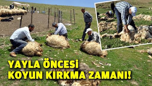 Doğu’da yaylalarda kırkım zamanı