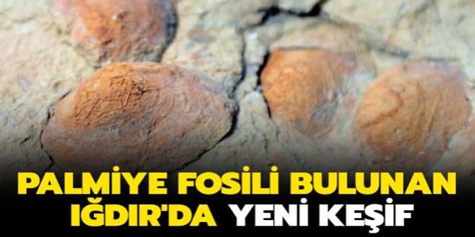 Palmiye fosili bulunan Iğdır'da şimdi de midye fosiline rastlandı