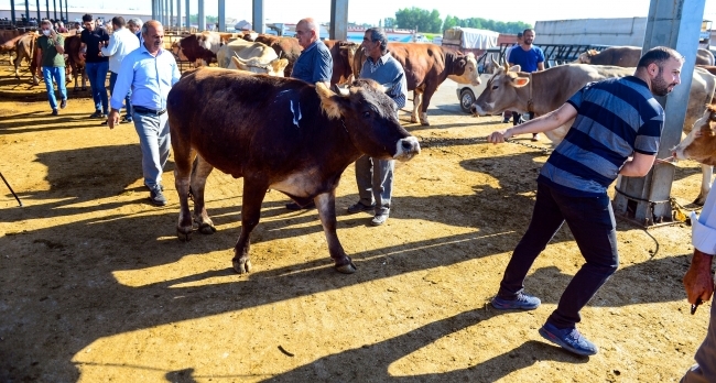 Doğu'nun hayvancılık merkezlerinde Kurban Bayramı yoğunluğu