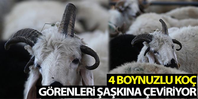 4 boynuzlu koç görenleri şaşkına çeviriyor