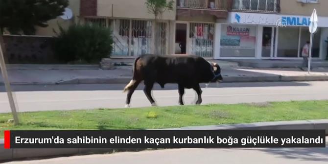 Erzurum'da sahibinin elinden kaçan kurbanlık boğa güçlükle yakalandı