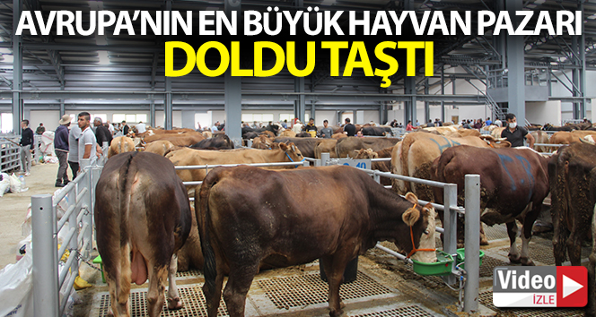 Avrupa'nın en büyük canlı hayvan pazarı doldu taştı