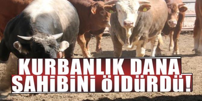 Kurbanlık dananın saldırdığı 1 kişi hayatını kaybetti