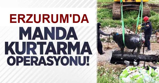 Erzurum'da Manda kurtarma operasyonu