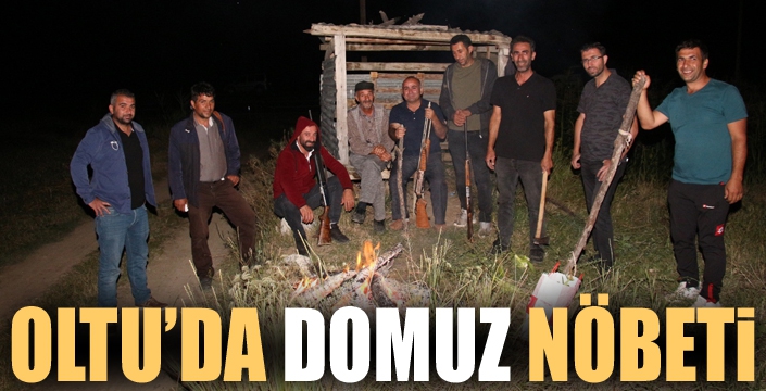 Oltu'da domuz nöbeti...