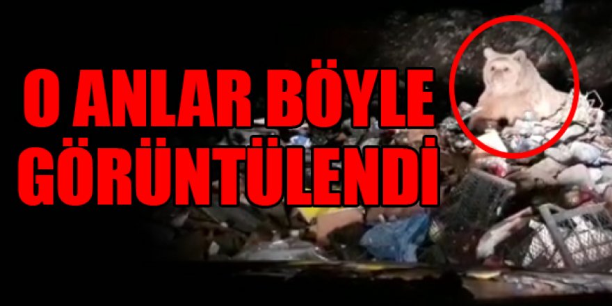 Erzurum'da Boz ayılar yiyecek ararken görüntülendi