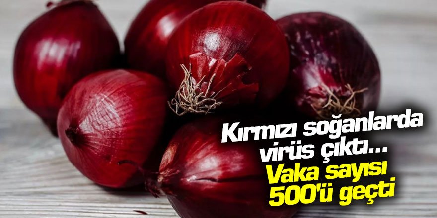 Kırmızı soğanlarda virüs çıktı... Vaka sayısı 500'ü geçti