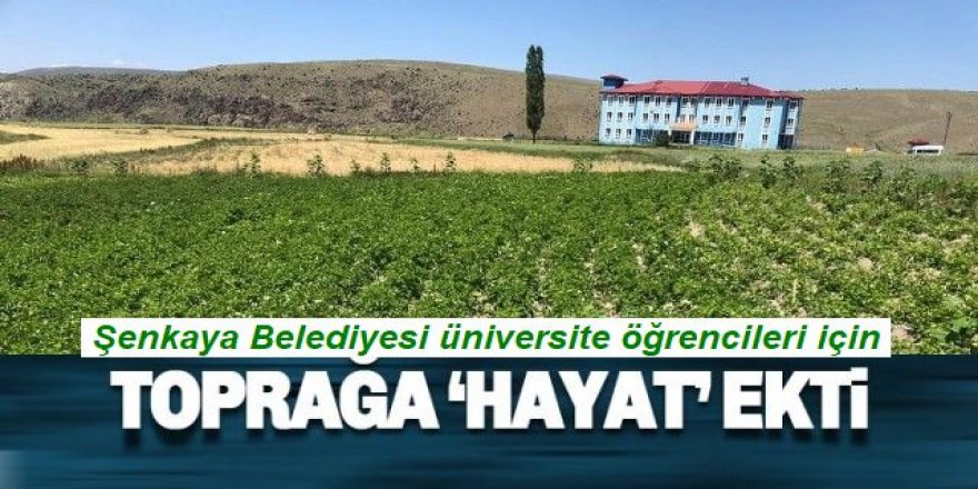 Şenkaya Belediyesi üniversite öğrencileri için patates ekti