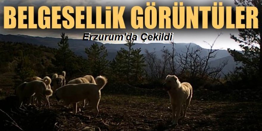 Erzurum'da belgesellik görüntüler...