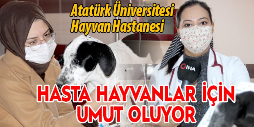 Hasta hayvanlar için umut oluyor