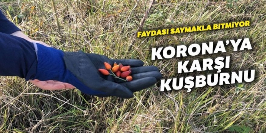 Korona’ya karşı birebir! Dağlarda yetişiyor, faydası saymakla bitmiyor