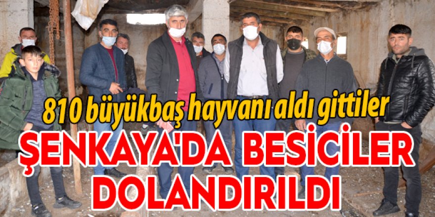 Şenkaya'da besicileri dolandırdılar