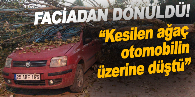 Kesilen ağaç otomobilin üzerine düştü