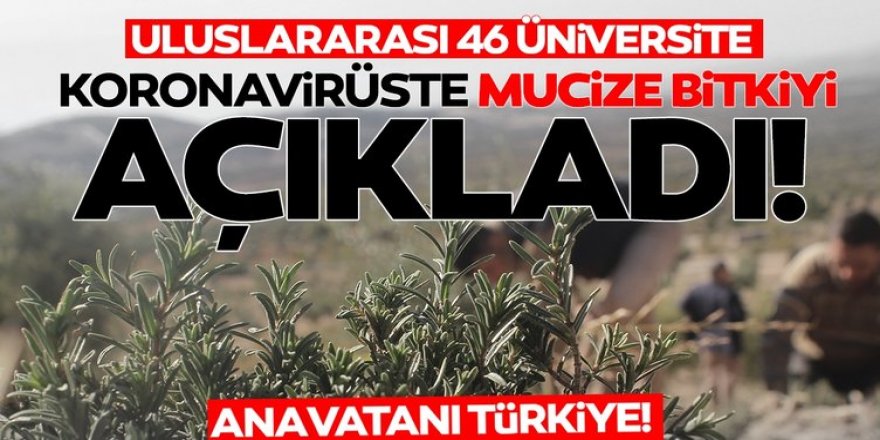 Koronavirüste mucize bitki açıklandı: