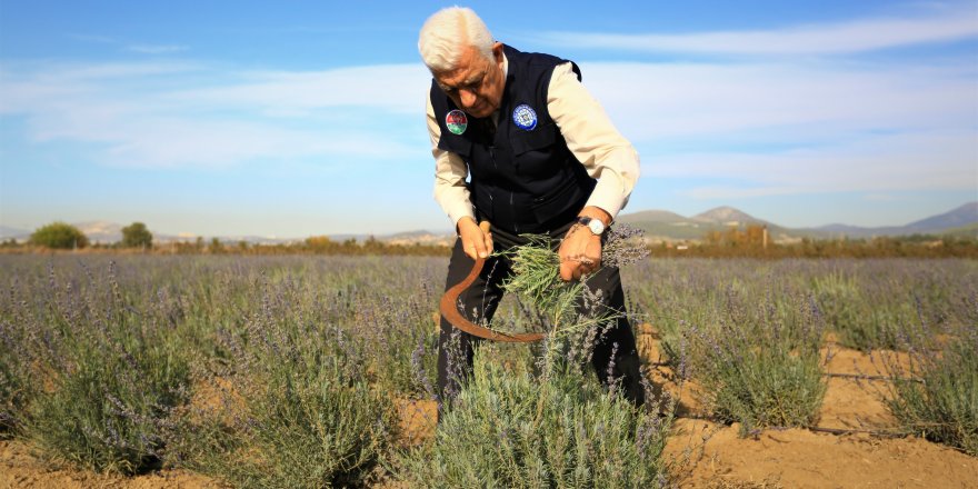 Muğla’da ikinci Lavanta hasadı yapıldı