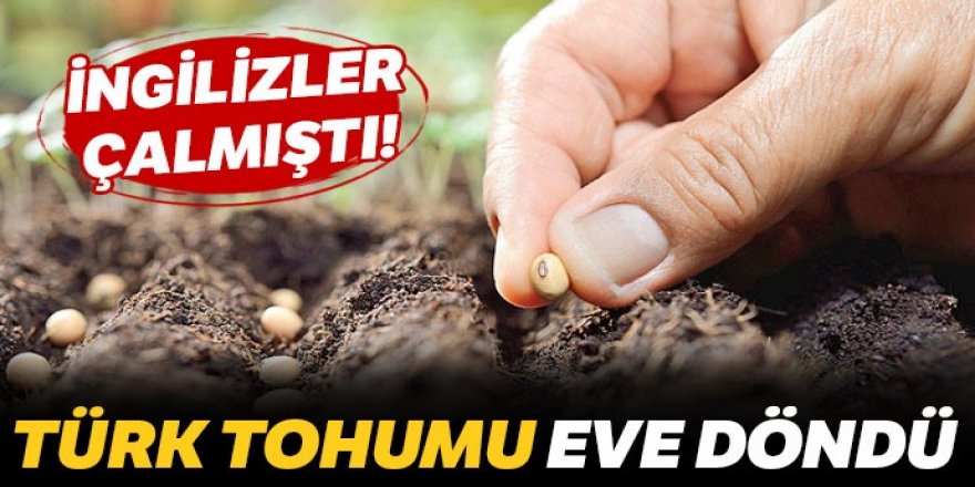 Anadolu tohumunun peşindeler