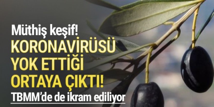 Zeytin yaprağının koronavirüsü yok ettiği ortaya çıktı