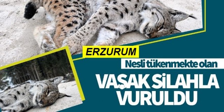 Kaçak avcılar, nesli tükenmekte olan vaşağı öldürdü