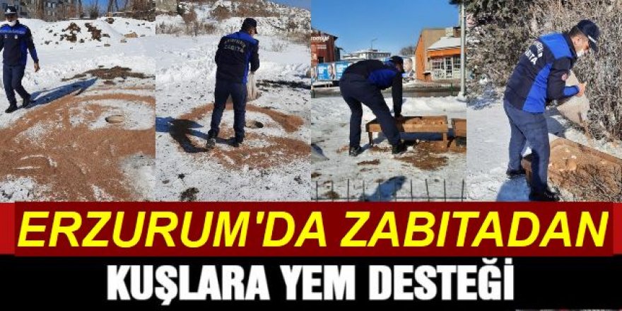 Zabıta ekipleri doğaya kuşlar için yem bıraktı