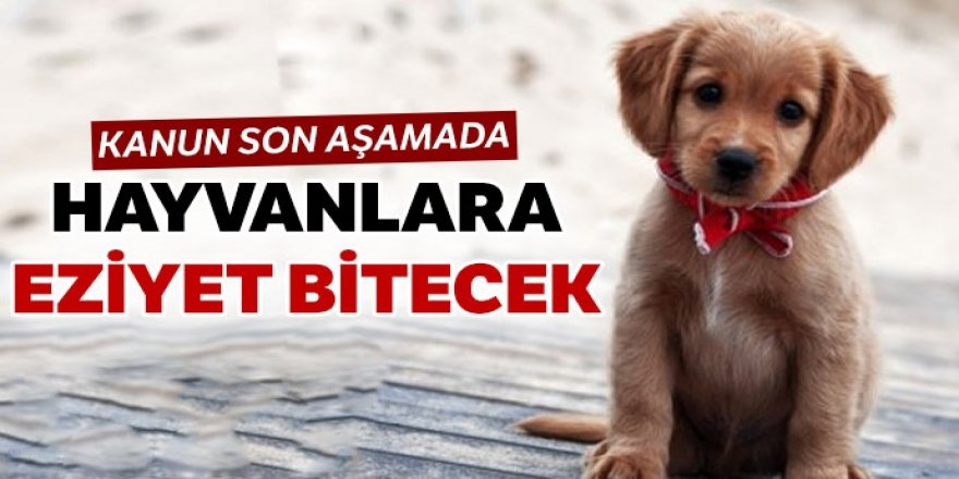 Köpeğini sokağa bırakana 1.500 lira ceza verilecek