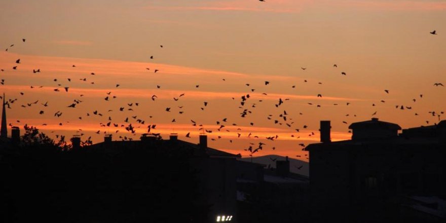 Erzurum’da kargaların günbatımıyla dansı eşsiz görüntüler ortaya çıkarttı