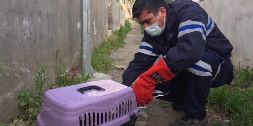 500 günde 5 bin hayvan kurtardılar