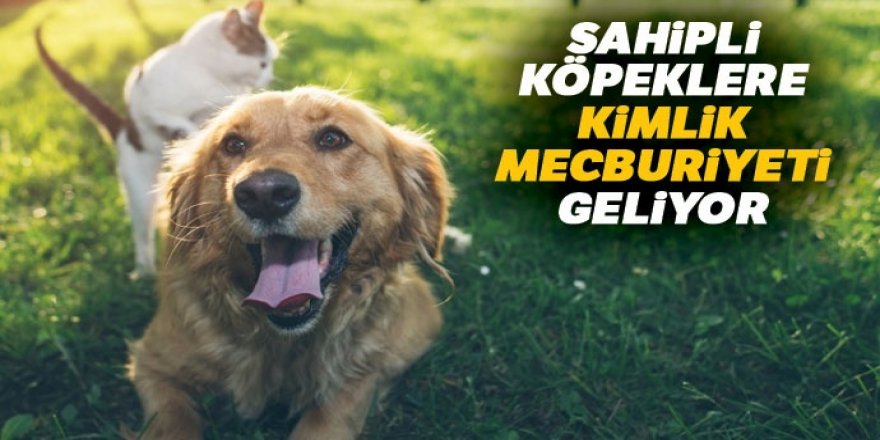 Sahipli kedi ve köpeklerin kimliklendirilmesi zorunlu olacak