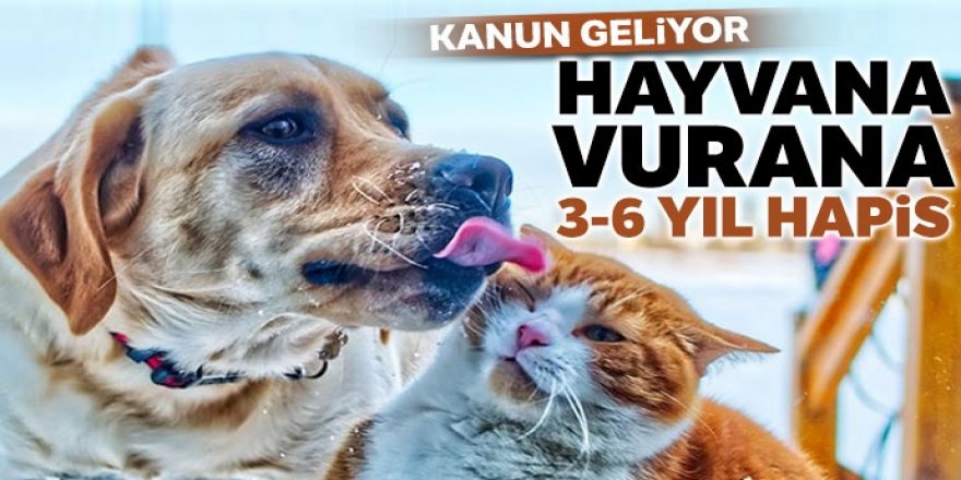 Hayvanını evden atan 2 bin TL ödeyecek