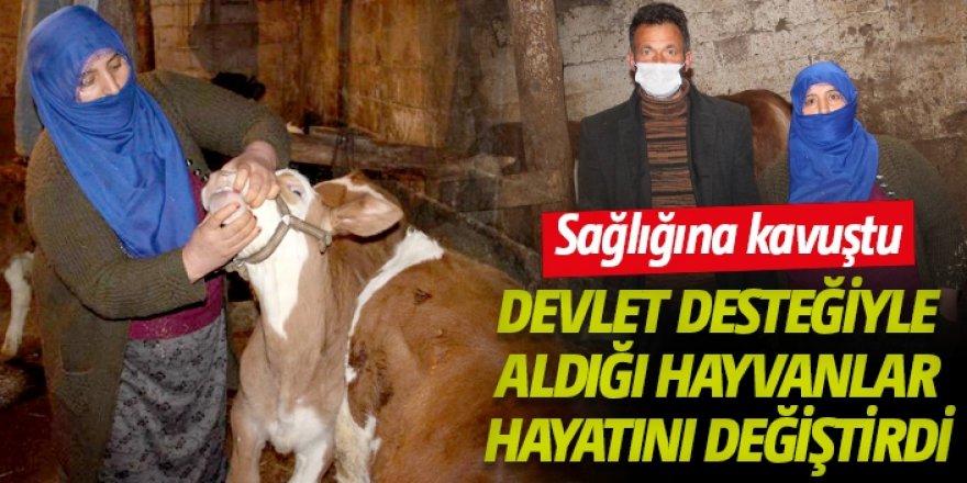 Eski hükümlü devlet desteğiyle büyükbaş hayvan sahibi oldu