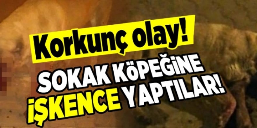 İşkence edilen sokak köpeklerine zabıtalar sahip çıktı