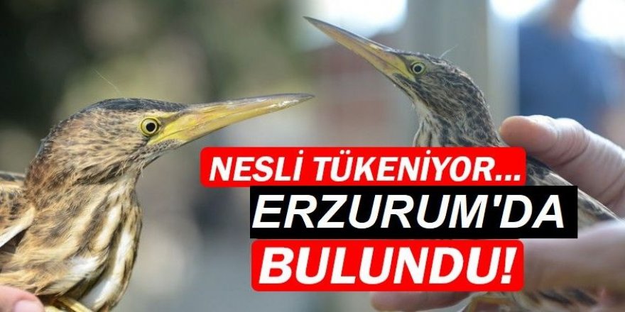 Nesli tükenen türlerden biriydi, Erzurum'da ortaya çıktı