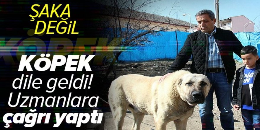 Erzurum'da köpek dile geldi: Benim adım Ejder.