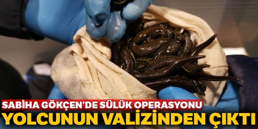 Sabiha Gökçen Havalimanı’nda sülük operasyonu