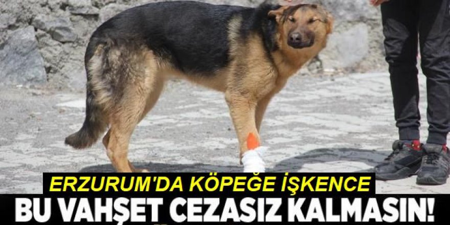 İşkence edilen köpeğe çocuklar sahip çıktı