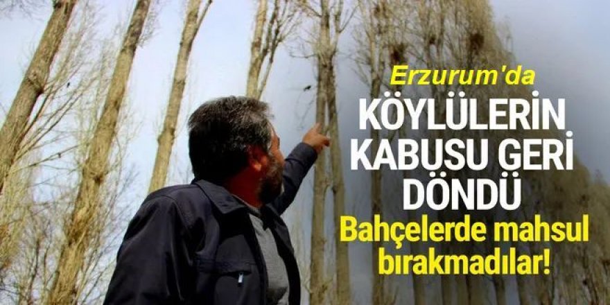 Erzurum'da kargalar köylülerin çilesi oldu
