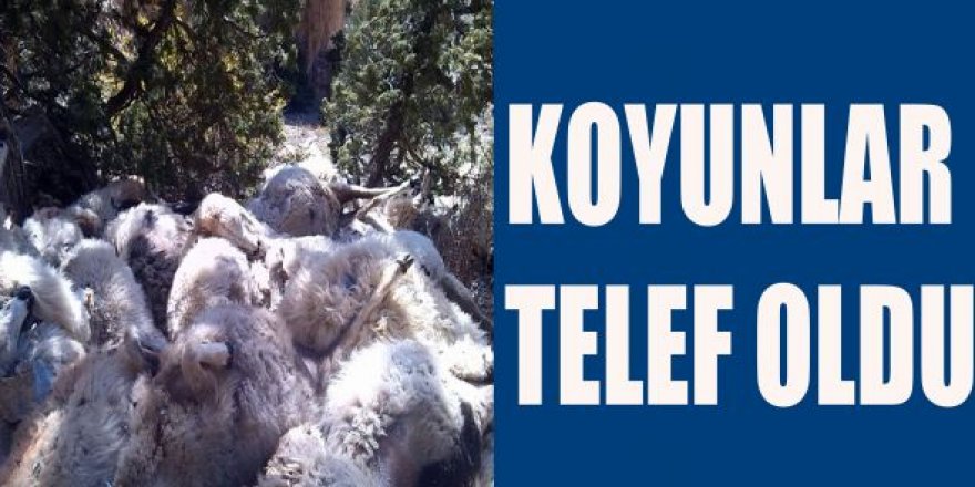 Tekman'da Virajı alamayan kamyonet yan yattı: 50 koyun telef oldu